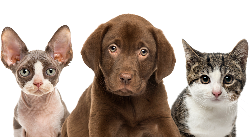 close-up-of-cats-and-dog-isolated-on-white-EZ637B9